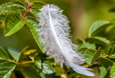 Close-up of feather plant