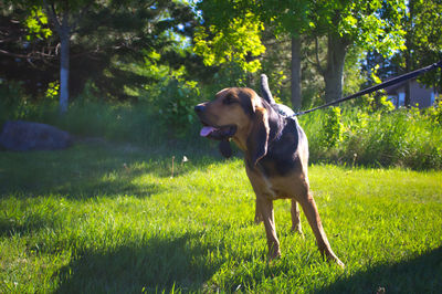 Dog looking away on field