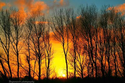 Bare trees at sunset