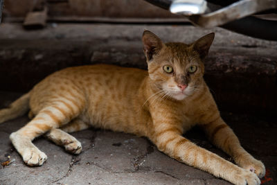 Close-up portrait of a cat resting