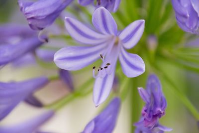 Close-up of agapanthus lily in full bloom