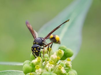 Close-up of insect on plant