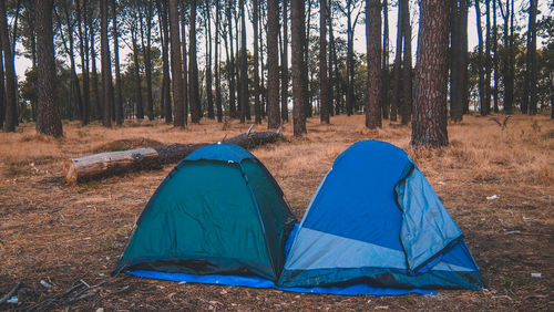 View of tent in forest