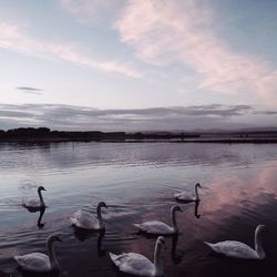 View of birds in calm lake