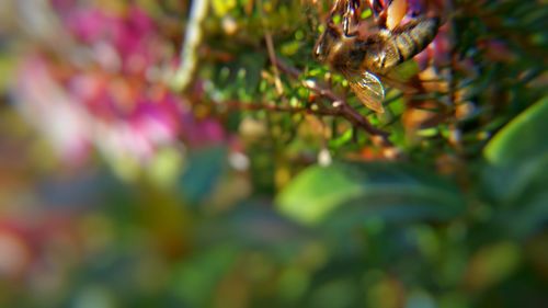 Close-up of plant against blurred background