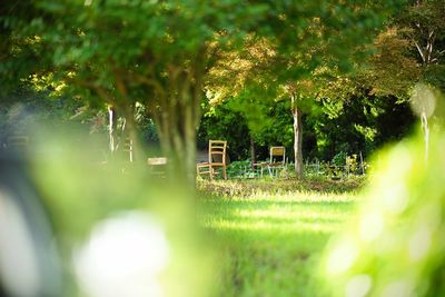 Trees in grass