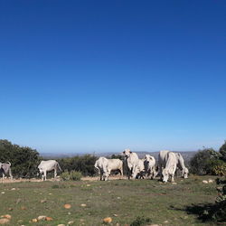 Cows grazing on field against clear blue sky