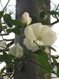 Close-up of white flowers
