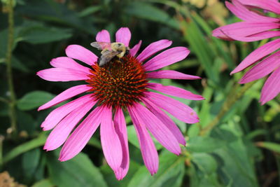 Close-up of bee on purple coneflower blooming outdoors