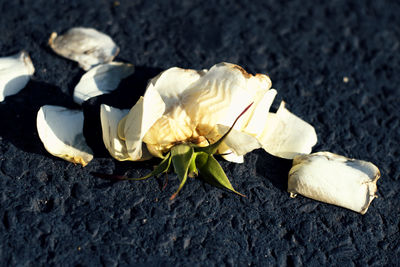 High angle view of white roses