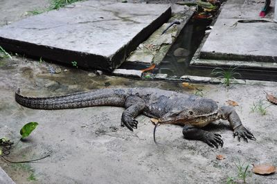 Close-up of lizard on ground