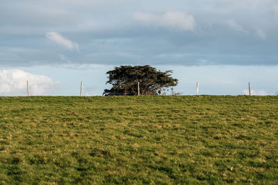 Trees on field against sky