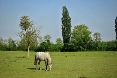 Horse grazing on field against sky