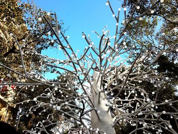 Low angle view of trees against clear sky