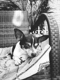 Portrait of dog resting in basket