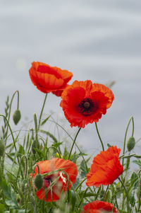 Close-up of red poppies on field against sky