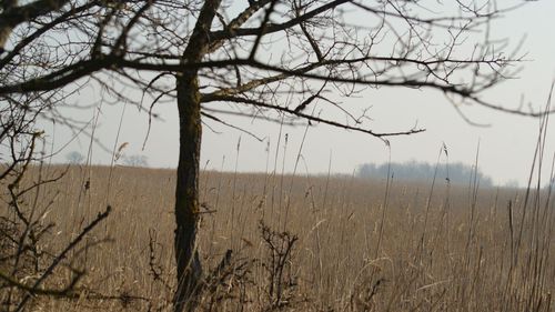 Bare trees on landscape against sky