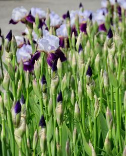 Close-up of purple flowering plants on field