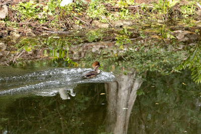 Female hooded merganser duck lophodytes cucullatus swimming across water in naples, florida.