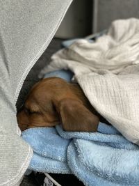 Close-up of dog sleeping