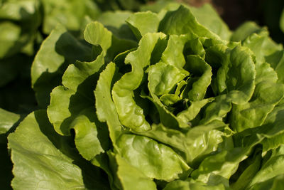 Full frame shot of green leaves