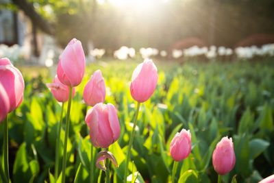 Close-up of pink tulips on field