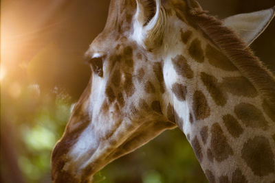 Close-up of giraffe