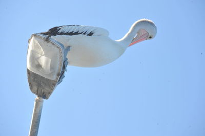 Low angle view of bird