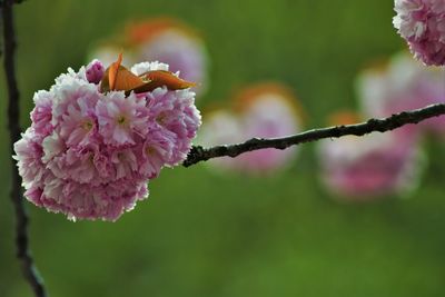 Close-up of flower blooming outdoors