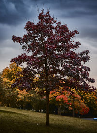 Trees on field against sky during autumn