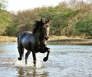Horse running in water