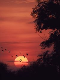 Silhouette birds flying against sky during sunset