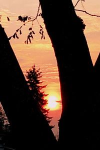 Silhouette tree against orange sky