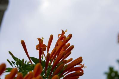 Close-up of plant against sky