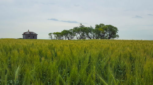 Scenic view of agricultural field against sky