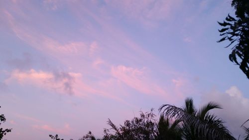 Low angle view of palm trees against cloudy sky