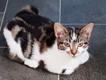 High angle view of cat resting on floor