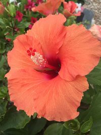 Close-up of red hibiscus blooming outdoors