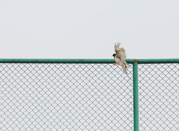 Bird flying by fence against sky