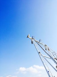 Low angle view of bird perching against clear blue sky