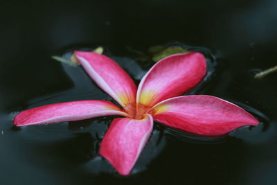 Close-up of pink flower