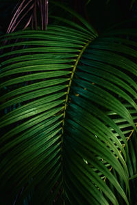 Full frame shot of palm leaves