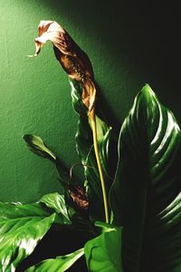 Close-up of lizard on plant