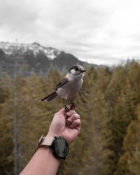 Close-up of hand holding bird