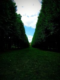 Trees on grass against sky