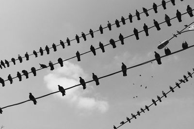 Low angle view of birds in flight