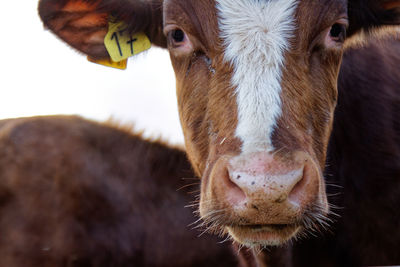 Close-up of cow