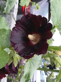 Close-up of red flowering plant