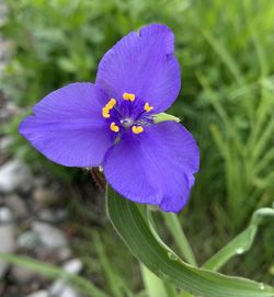 flowering plant