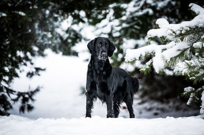 Dog standing on snow covered landscape